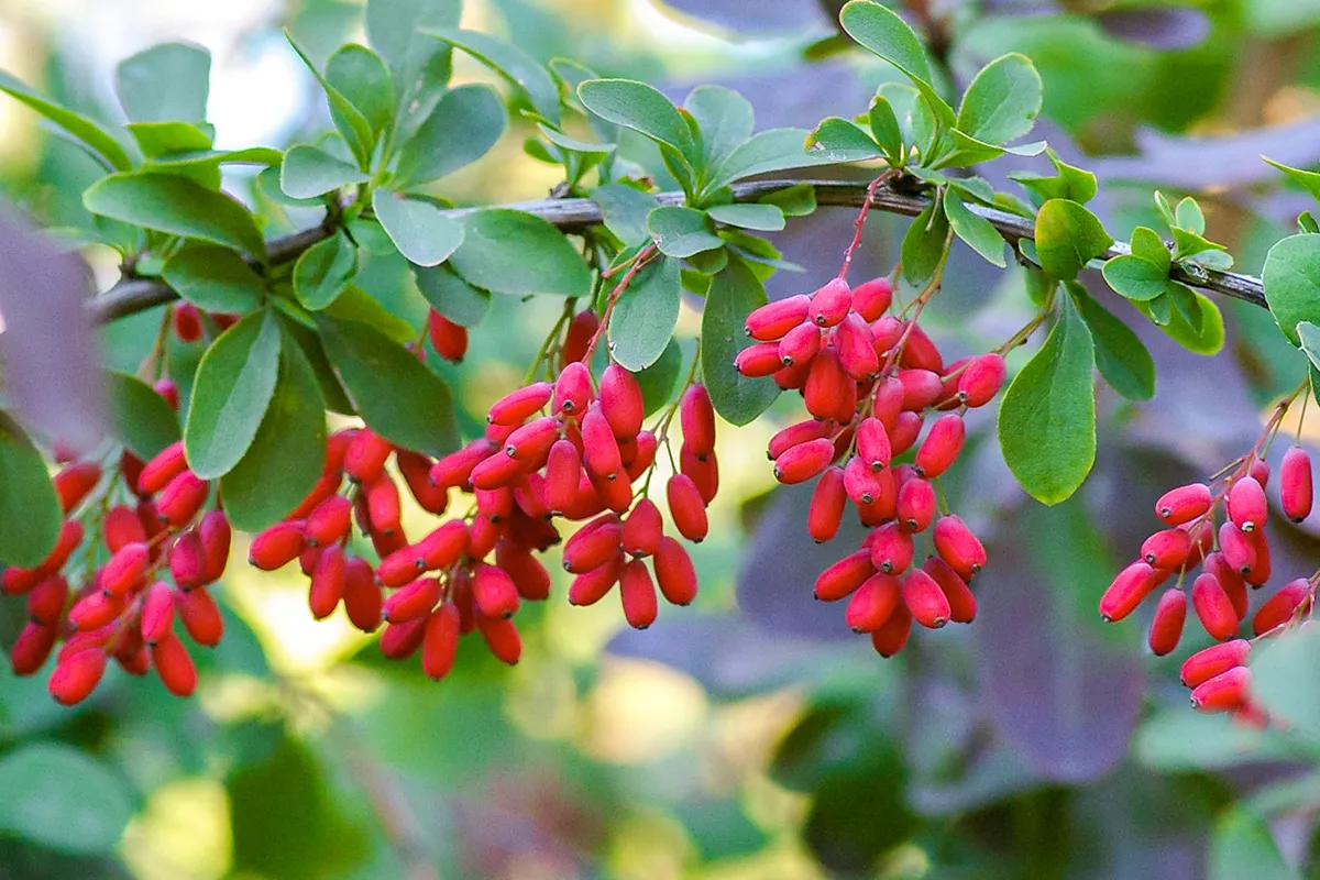 Can-Berberine-help-reduce-belly-fat